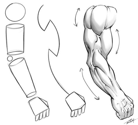 How Long Does It Take To Learn Anime Anatomy For Art Toons Mag