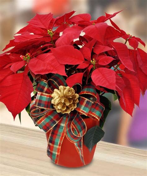Top 10 Year Round Care Tips For Christmas Poinsettias