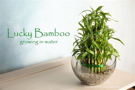 How To Care For Bamboo Plant In Water Lucky Bamboo Care Tips A