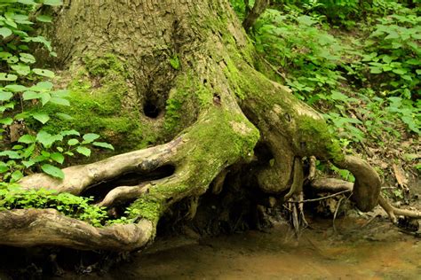 Free Old Growth Tree Roots Stock Photo