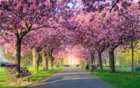 The Best Places In Britain To See Cherry Blossom