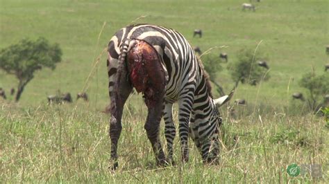 Zebras Natures Ultimate Prey Horrifying Planet Ep 1