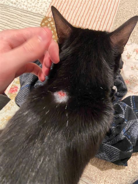 My Cat Has A Bald Spot On Backside Neck Its The Second Time This Has