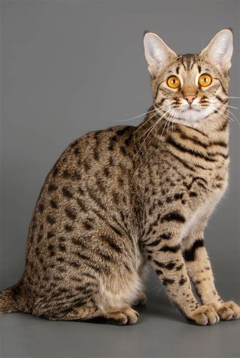 What Is The Largest Domestic Cat Breed In The World