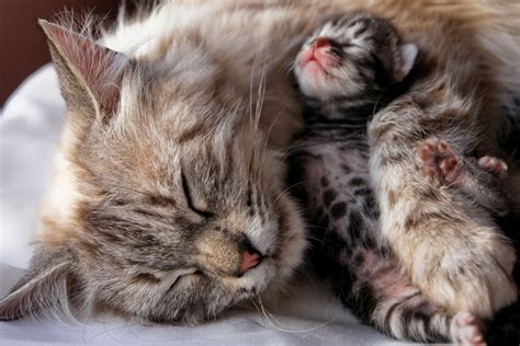 Do Cats Really Kill Babies By Sucking Away Their Breath