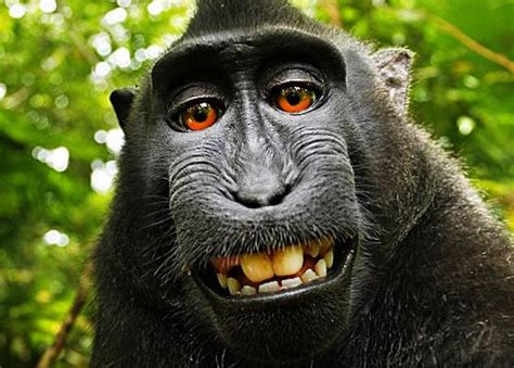 Wikipedia No Retirará La Foto Los Derechos Son Del Mono Que Se Hizo El
