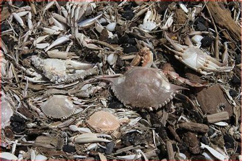 Thousands Of Crabs And Sea Stars Mysteriously Die In Port Aransas