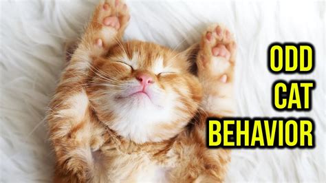 10 Oddweird Cat Behaviors Explained Youtube