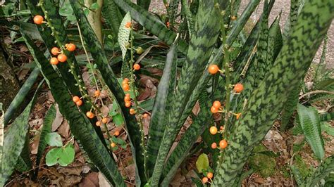 How To Grow Sansevieria Indoors Or Outdoors Dengarden