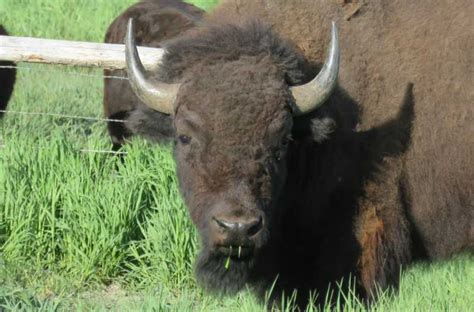 Parco Nazionale Del Grand Teton Tour Di Unintera Giornata Con Giro In