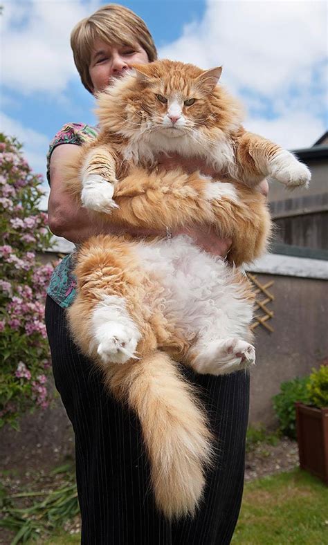 12 Maine Coon Cats Gaint In Size Make Your Cat Look