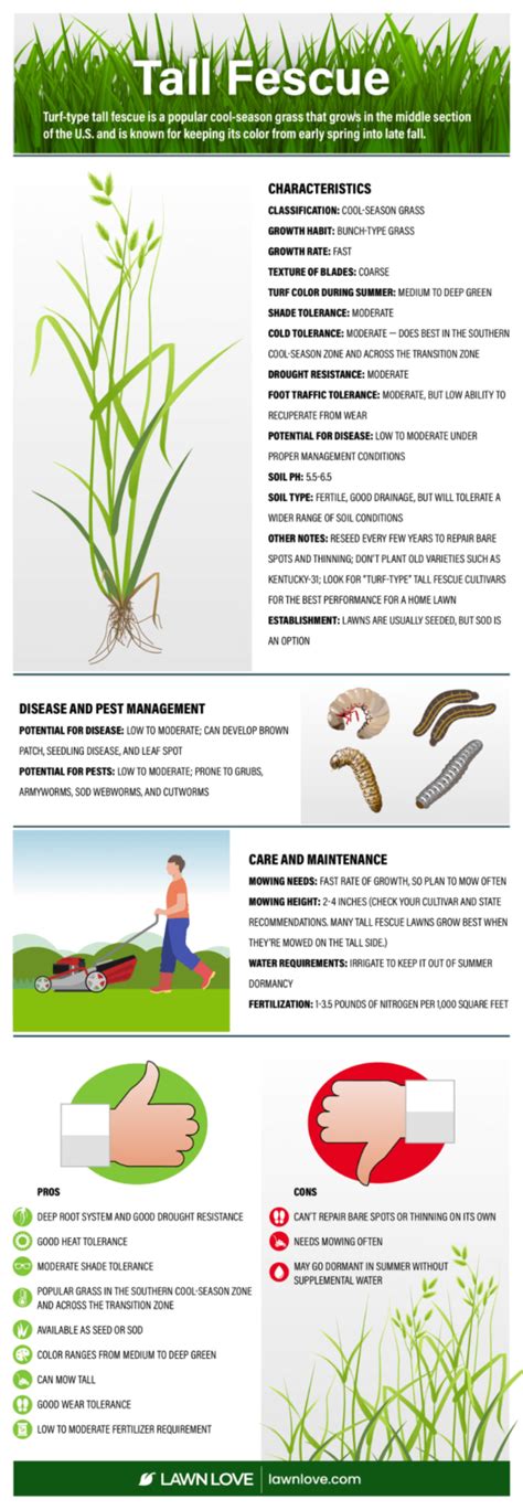 Tall Fescue How To Grow And Care For It