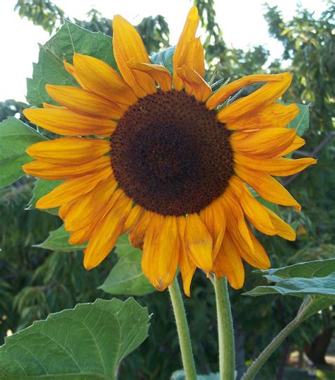 Florist color wayzata candlelight floral wreath locally grown floral floral arrangements creative. Photographing Flowers: Growing Sunflowers
