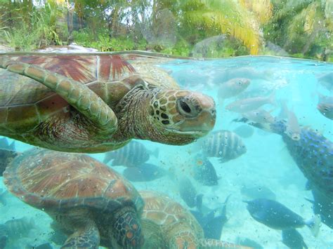 Turtle Sanctuary In Bora Bora Turtle Sanctuary Turtle Animals