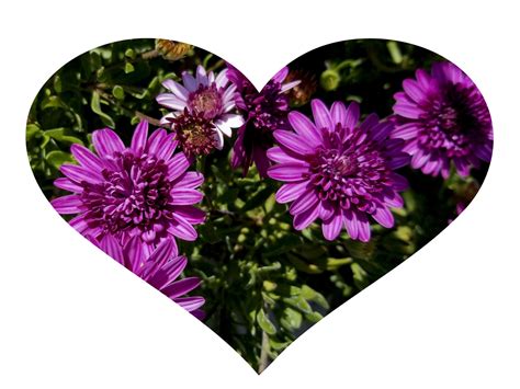 Purple Flower Heart Free Stock Photo Public Domain Pictures