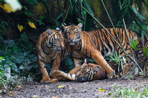 It has kept about 90 percent of the animals in a spacious surrounding so that they get benefits from. Tiger (Panthera tigris) - Zoo Negara, Kuala Lumpur, Malays ...