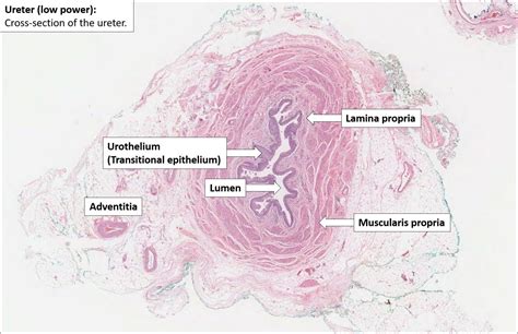 Ureter Normal Histology Nus Pathweb Nus Pathweb