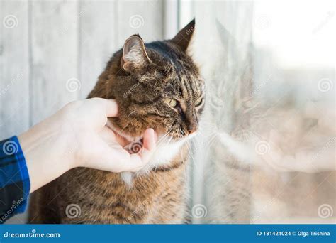 Cat And Somebody`s Hand Caressing It Tabby Cat Near The Window Stock