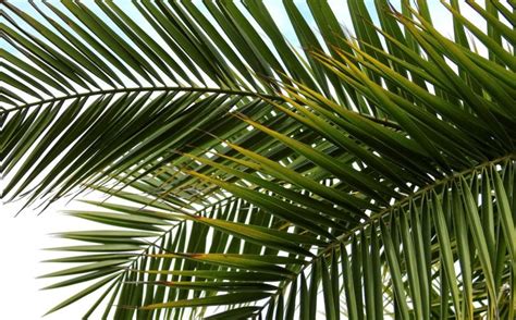 Palm Branches Of Victory And Triumph Or Olive Branches Of Peace