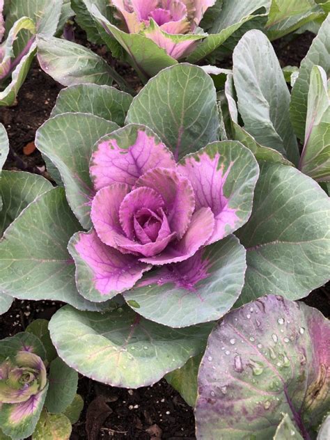 Flowering Cabbage And Kale Another Winter Treasure Gill Garden Center