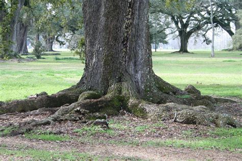 Visualize The Structure And Function Of An Oak Tree Root System With