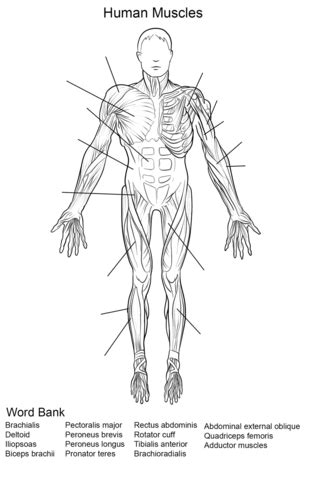 Learn the origin/insertion, functions & exercises for the specifically, this page discusses all the major muscle groups of the upper leg. Human Muscles Front View Worksheet coloring page from ...