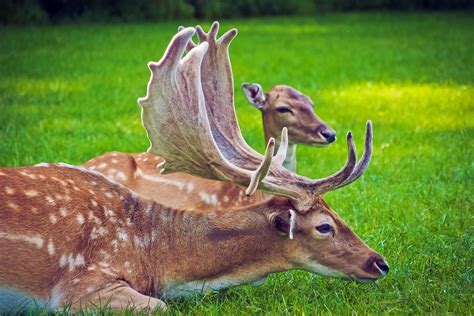 Download Resting Grass Animal Deer 4k Ultra Hd Wallpaper