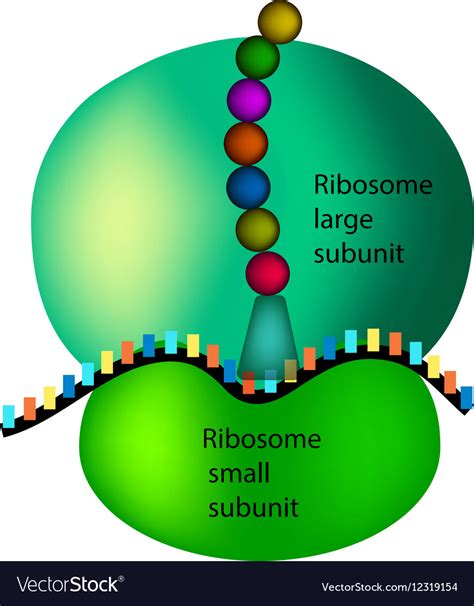 The Structure Ribosome Infographics On Royalty Free Vector