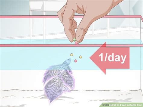 How To Feed A Betta Fish 11 Steps With Pictures Wikihow