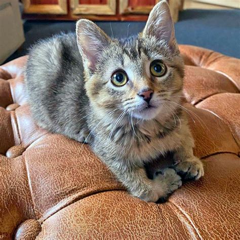Meet The Adorable Kitten With Manx Syndrome And A Malformed Paw Who Was
