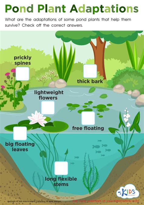 Water Plant Adaptations