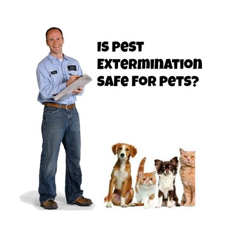 They can eat through the wood structure. Is using a pest exterminator safe for your pets?