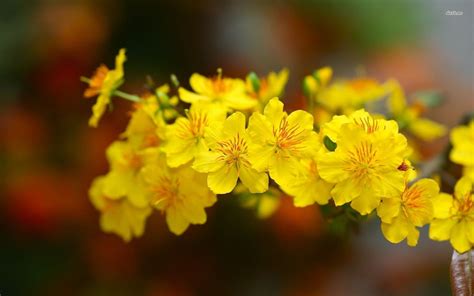 Sưu Tầm 1009 Hình ảnh Hoa Hồng Vàng đẹp Nhất Thế Giới Nhìn Mê Ngay