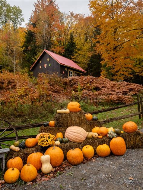 Fall Scenery With Pumpkins In Front Of A Barn Stock Photo Image Of
