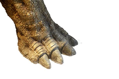 Esqueleto Aquático Do Dinossauro Indicado Em Um Parque Imagem De Stock Imagem De Exibição