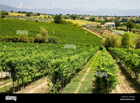 Vineyards Farming Nature Landscape Wine Vines Olive Production Crops