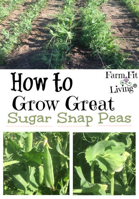 How To Grow Great Sugar Snap Peas Farm Fit Living