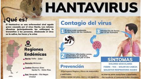 Hantaviruses are a large group of viruses that circulate asymptomatically in rodents, insectivores and bats, but sometimes cause illnesses in humans. Hantavirus: Síntomas y tratamiento | Hospital Mi Pueblo