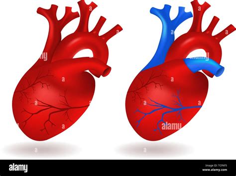 Human Heart Model Stock Vector Image And Art Alamy