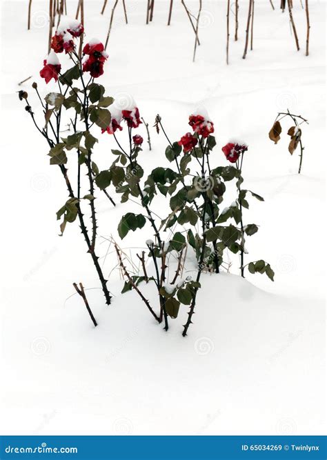 Rose Covered With Snow Stock Image Image Of Covered 65034269