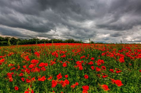 Beautiful Poppy Field Discovered In Shepshed Leicestershire Live