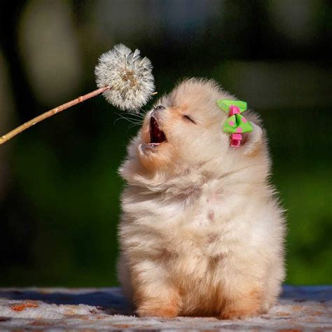 Die Kleinsten Hunderassen Der Welt Pomeranian So Süß Die Kleinsten Hunde Der Welt Bravo