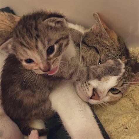 JustaTVandMe On Twitter RT Foster Fluff Daffodil Demands Some One On One Time With Mom