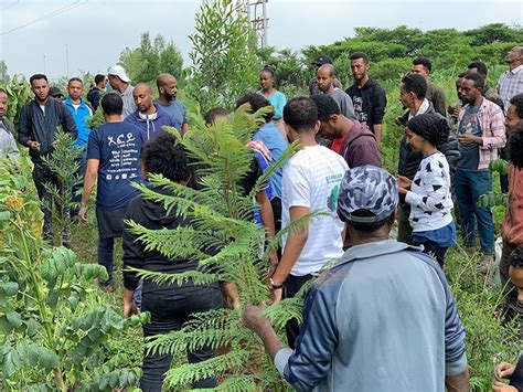 Ethiopia Breaks World Record For Planting 350 Million Trees In 12 Hours