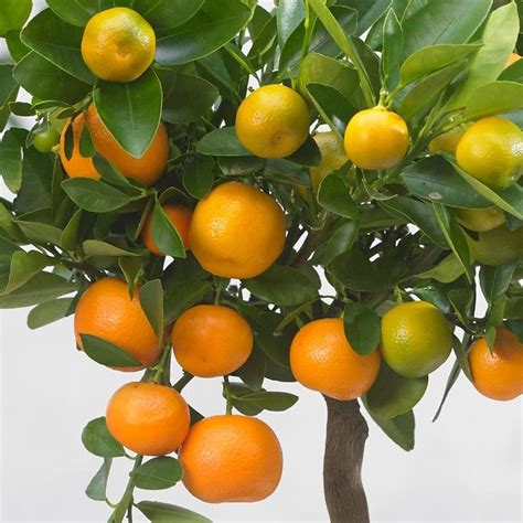 Citrus × Microcarpa Citrus × Microcarpa Calamondin Orange In 2021