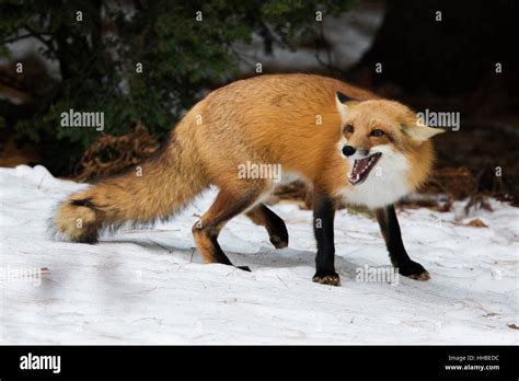 A Wild Aggressive Red Fox In Winter Stock Photo Alamy