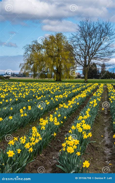 Rows Of Daffodil Flowers On Farm Stock Photo Image Of Colorful