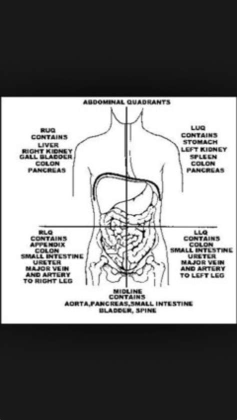 Learn about its function and location as well as conditions that affect the aorta. 4 abdominal quadrants and the organs they hold | Nursing notes, Emt study, Emt basic
