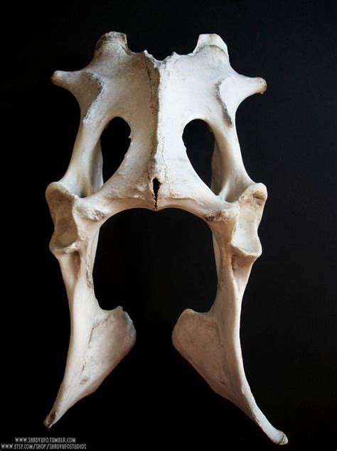 Deer Pelvis Tumblr Animal Skeletons Skull And Bones Deer