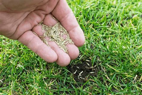 Best Time To Seed Lawn Cool And Warm Season Grasses